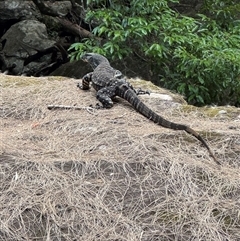 Varanus rosenbergi at Ettrema, NSW - 29 Dec 2024 by EmmBee