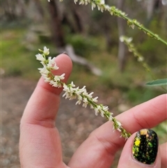 Melilotus albus (Bokhara) at Palerang, NSW - 7 Jan 2025 by Csteele4