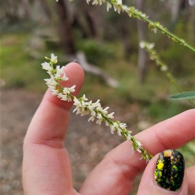 Melilotus albus (Bokhara) at Palerang, NSW - 7 Jan 2025 by Csteele4