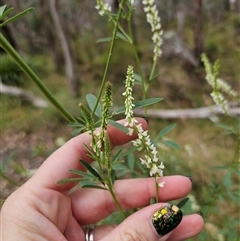 Melilotus albus at Palerang, NSW - 7 Jan 2025 01:14 PM