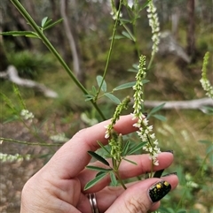 Melilotus albus at Palerang, NSW - 7 Jan 2025 01:14 PM