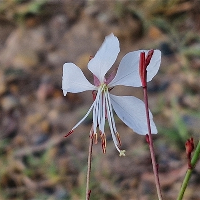 Oenothera lindheimeri (Clockweed) at Goulburn, NSW - 7 Jan 2025 by trevorpreston