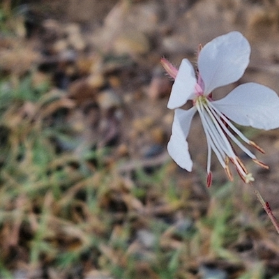Oenothera lindheimeri (Clockweed) at Goulburn, NSW - 8 Jan 2025 by trevorpreston