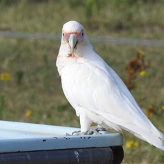 Cacatua tenuirostris (Long-billed Corella) at Kambah, ACT - 8 Jan 2025 by HelenCross