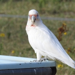 Cacatua tenuirostris (Long-billed Corella) at Kambah, ACT - 7 Jan 2025 by HelenCross