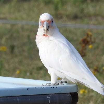 Cacatua tenuirostris (Long-billed Corella) at Kambah, ACT - 8 Jan 2025 by HelenCross