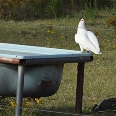 Cacatua tenuirostris at Kambah, ACT - 8 Jan 2025 08:44 AM