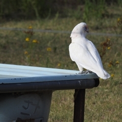 Cacatua tenuirostris at Kambah, ACT - 8 Jan 2025