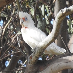 Cacatua tenuirostris at Kambah, ACT - 8 Jan 2025