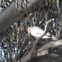 Cacatua tenuirostris at Kambah, ACT - 8 Jan 2025