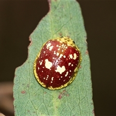 Paropsis maculata (Spotted leaf beetle) at Palerang, NSW - 7 Jan 2025 by AlisonMilton