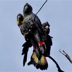 Calyptorhynchus lathami lathami (Glossy Black-Cockatoo) at Buxton, NSW - 8 Dec 2014 by GITM3