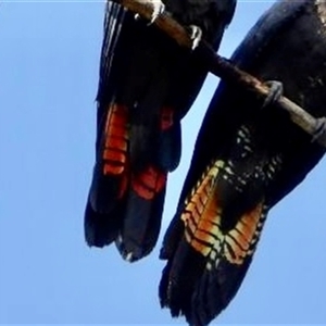 Calyptorhynchus lathami lathami at Buxton, NSW - suppressed