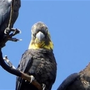 Calyptorhynchus lathami lathami at Buxton, NSW - suppressed