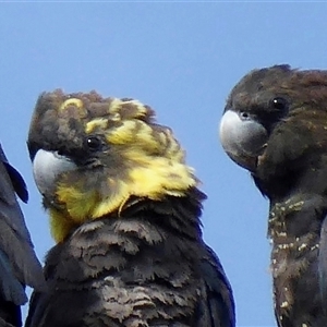 Calyptorhynchus lathami lathami at Buxton, NSW - suppressed