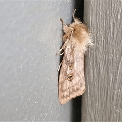 Leptocneria reducta (White Cedar Moth) at Lyneham, ACT - 8 Jan 2025 by trevorpreston