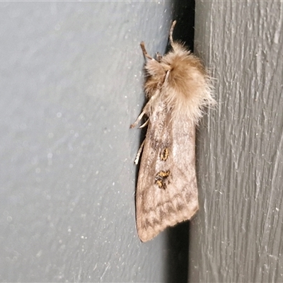 Leptocneria reducta (White Cedar Moth) at Lyneham, ACT - 8 Jan 2025 by trevorpreston