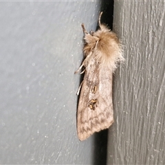 Leptocneria reducta at Lyneham, ACT - 8 Jan 2025 10:08 AM