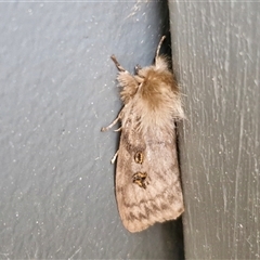 Leptocneria reducta at Lyneham, ACT - 8 Jan 2025 10:08 AM