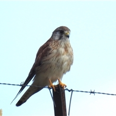 Falco cenchroides (Nankeen Kestrel) at Kambah, ACT - 7 Jan 2025 by HelenCross