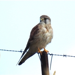 Falco cenchroides at Kambah, ACT - 8 Jan 2025