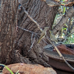 Lichmera indistincta (Brown Honeyeater) at Lake Mackay, NT - 26 Dec 2024 by Darcy