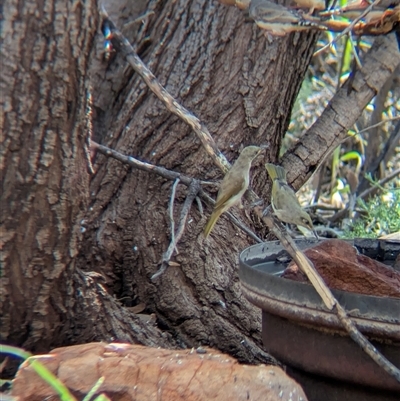 Lichmera indistincta (Brown Honeyeater) at Lake Mackay, NT - 25 Dec 2024 by Darcy