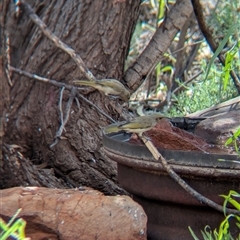 Lichmera indistincta at Lake Mackay, NT - 26 Dec 2024 10:19 AM