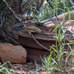 Ptilotula penicillata (White-plumed Honeyeater) at Lake Mackay, NT - 25 Dec 2024 by Darcy