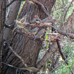 Taeniopygia guttata (Zebra Finch) at Lake Mackay, NT - 25 Dec 2024 by Darcy