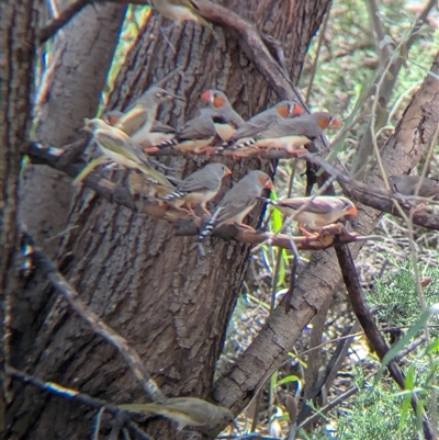 Taeniopygia guttata (Zebra Finch) at Lake Mackay, NT - 26 Dec 2024 by Darcy