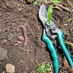 Oligochaeta (class) (Unidentified earthworm) at Jamberoo, NSW - 4 Jan 2025 by nancyp