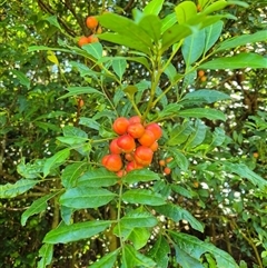 Synoum glandulosum (Scentless Rosewood) at Jamberoo, NSW - 3 Jan 2025 by nancyp