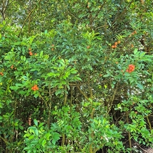 Synoum glandulosum at Jamberoo, NSW - 4 Jan 2025