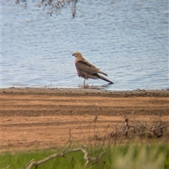 Tachyspiza fasciata (Brown Goshawk) at Lake Mackay, NT - 25 Dec 2024 by Darcy