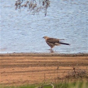 Tachyspiza fasciata at Lake Mackay, NT - 26 Dec 2024 10:57 AM