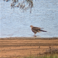 Tachyspiza fasciata at Lake Mackay, NT - 26 Dec 2024 10:57 AM