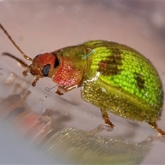 Paropsisterna sp. (genus) at Palerang, NSW - 7 Jan 2025 by AlisonMilton