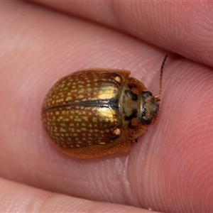 Paropsisterna bimaculata at Palerang, NSW - 7 Jan 2025