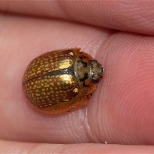 Paropsisterna bimaculata at Palerang, NSW - 7 Jan 2025