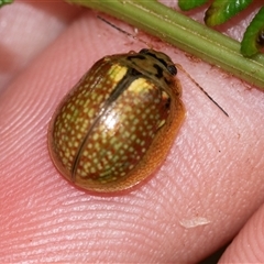 Paropsisterna bimaculata at Palerang, NSW - 7 Jan 2025