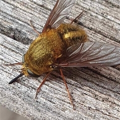 Sisyromyia sp. (genus) (A bee fly) at Capital Hill, ACT - 4 Jan 2025 by Bel66