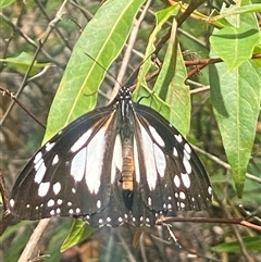 Unidentified Butterfly (Lepidoptera, Rhopalocera) at Bonny Hills, NSW - 8 Jan 2025 by pls047