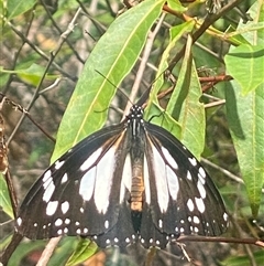 Danaus affinis at Bonny Hills, NSW - suppressed