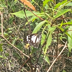 Danaus affinis at Bonny Hills, NSW - suppressed