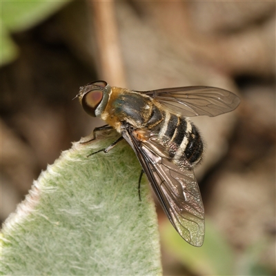 Villa sp. (genus) (Unidentified Villa bee fly) at Downer, ACT - 8 Jan 2025 by RobertD