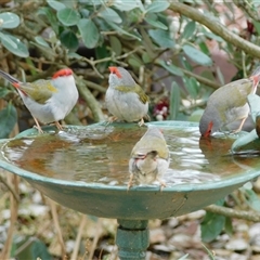 Neochmia temporalis (Red-browed Finch) at Symonston, ACT - 7 Jan 2025 by CallumBraeRuralProperty