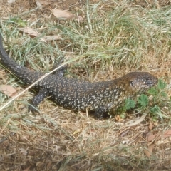 Egernia cunninghami (Cunningham's Skink) at Symonston, ACT - 6 Jan 2025 by CallumBraeRuralProperty