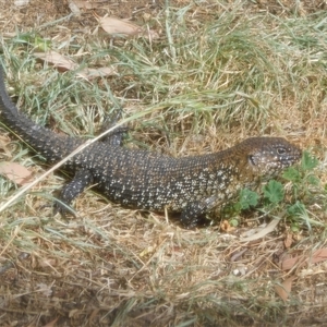 Egernia cunninghami at Symonston, ACT - 6 Jan 2025 08:26 AM