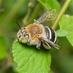 Amegilla (Zonamegilla) asserta (Blue Banded Bee) at Downer, ACT - 8 Jan 2025 by RobertD